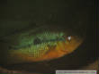 PHOTGAL3/spec2.jpg